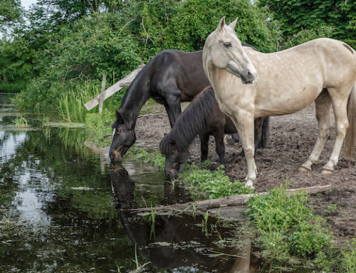 Een kudde is zo sterk als zijn zwakste schakel