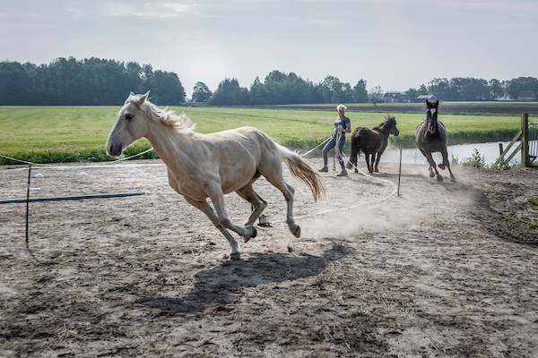 Quercia Mensenpaard.frl Coachpaard Friesland
