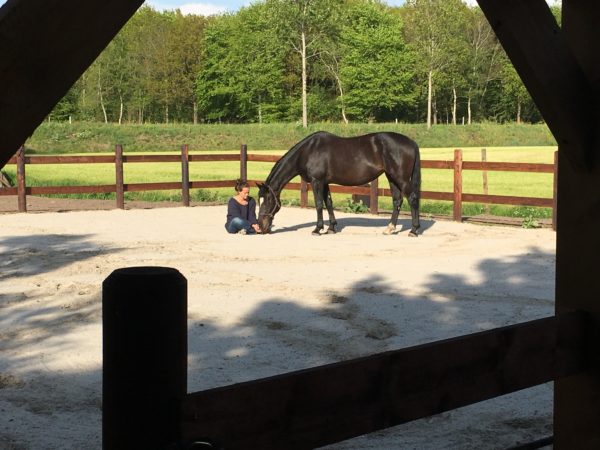 Paardenoaching - Groepen - Mens & Paard
